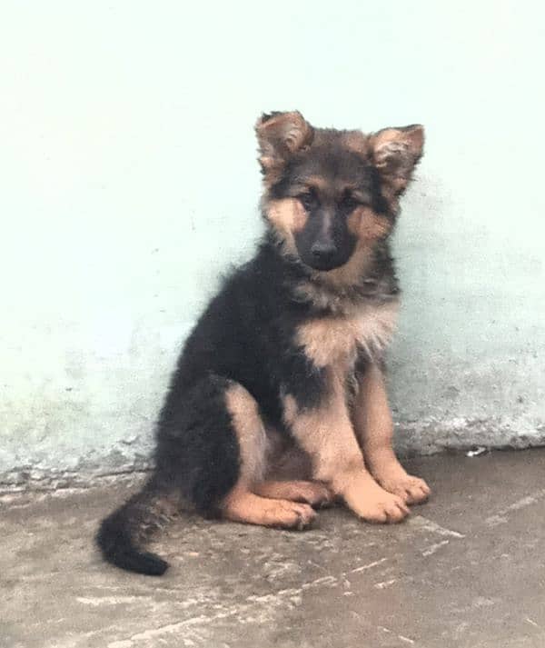 german shepherd long coat female puppy 1