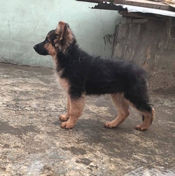 german shepherd long coat female puppy 2