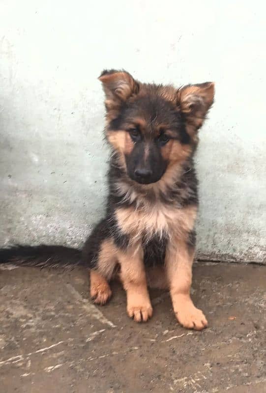 german shepherd long coat female puppy 3