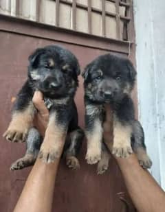 Garman shepherd puppies for sale 03287576736 call wahtasp