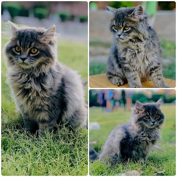 Persian Punch face triple coat cat Kitten 17