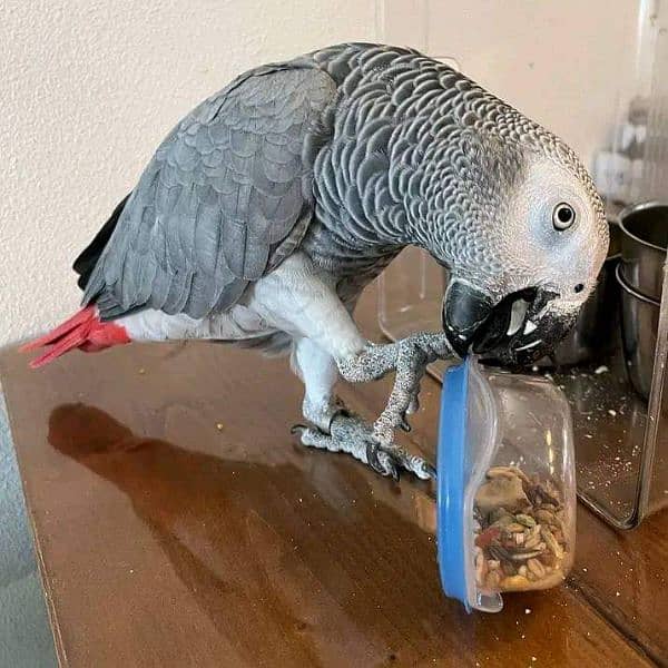 African grey parrot for sale 0