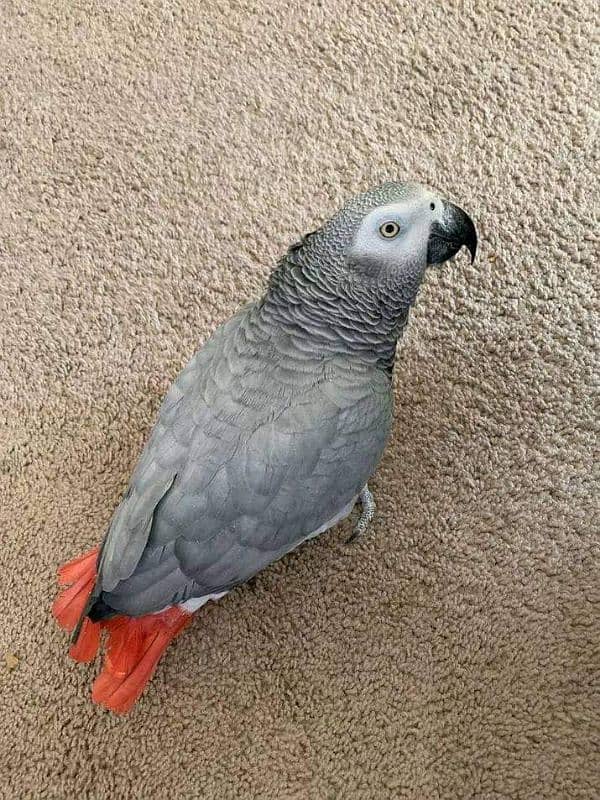 African grey parrot for sale 1