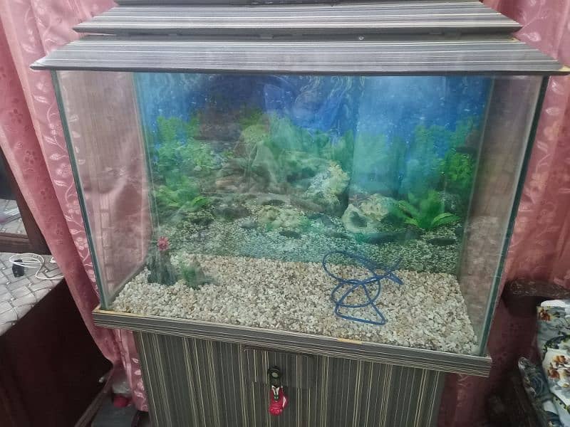 Fish aquariam 1