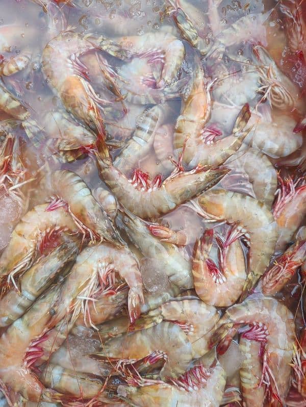 Fresh Fish and Prawns 8