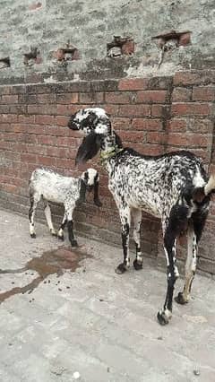 black makhi cheeni desi bakri with cide for sale  03084493683