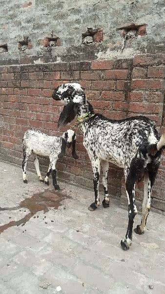 black makhi cheeni desi bakri with cide for sale  03084493683 0