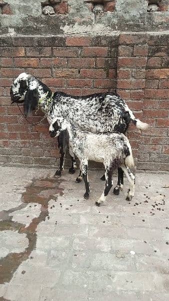 black makhi cheeni desi bakri with cide for sale  03084493683 1