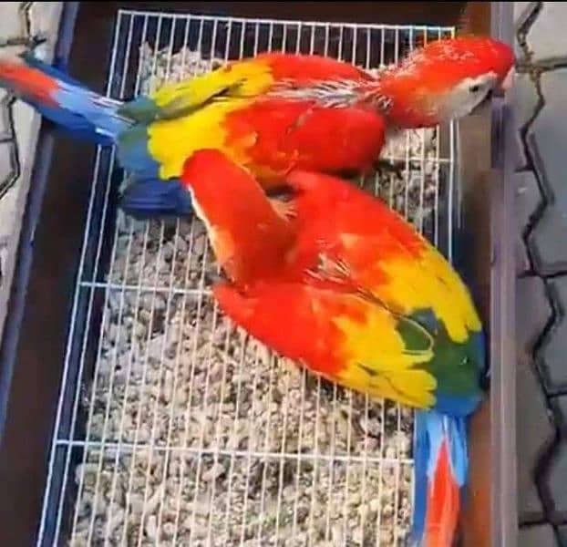 red macaw parrot cheeks for sale 0=3=2=5=3=9=8=2=7=4=7 0