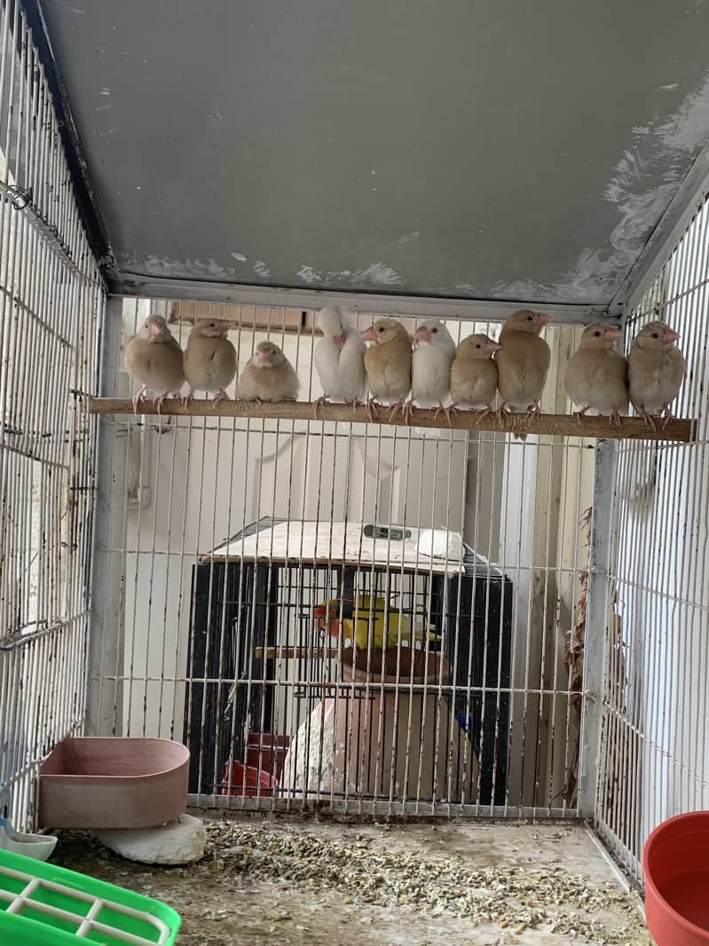 Fawn Java Chicks Available for sale 0