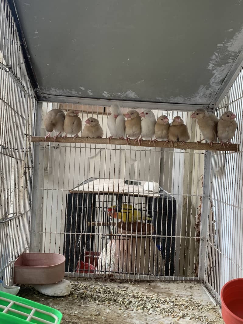 Fawn Java Chicks Available for sale 1