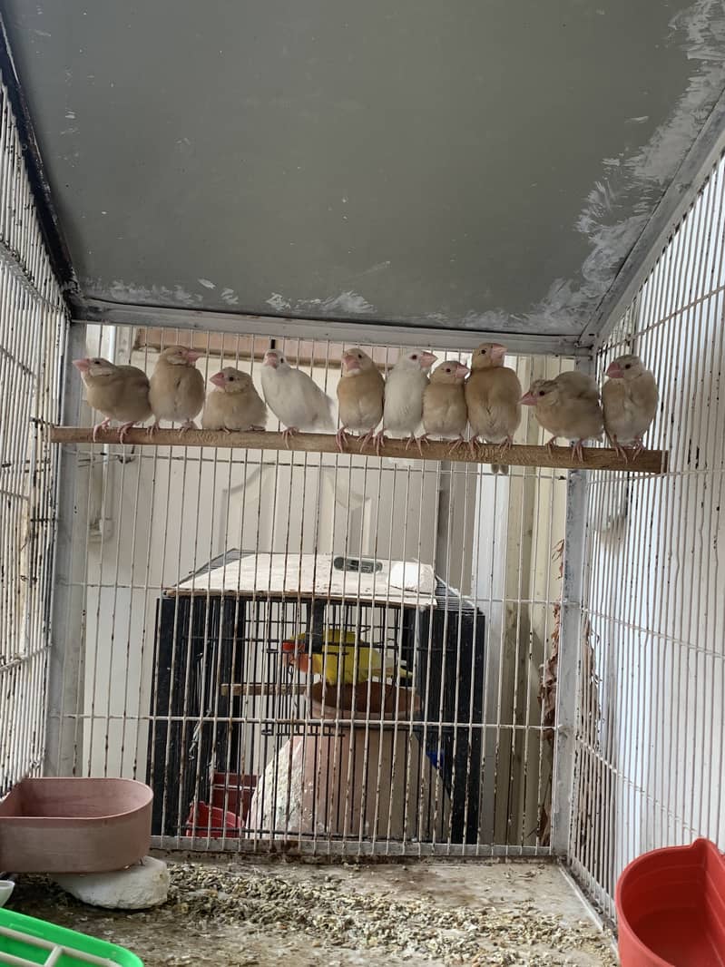 Fawn Java Chicks Available for sale 2