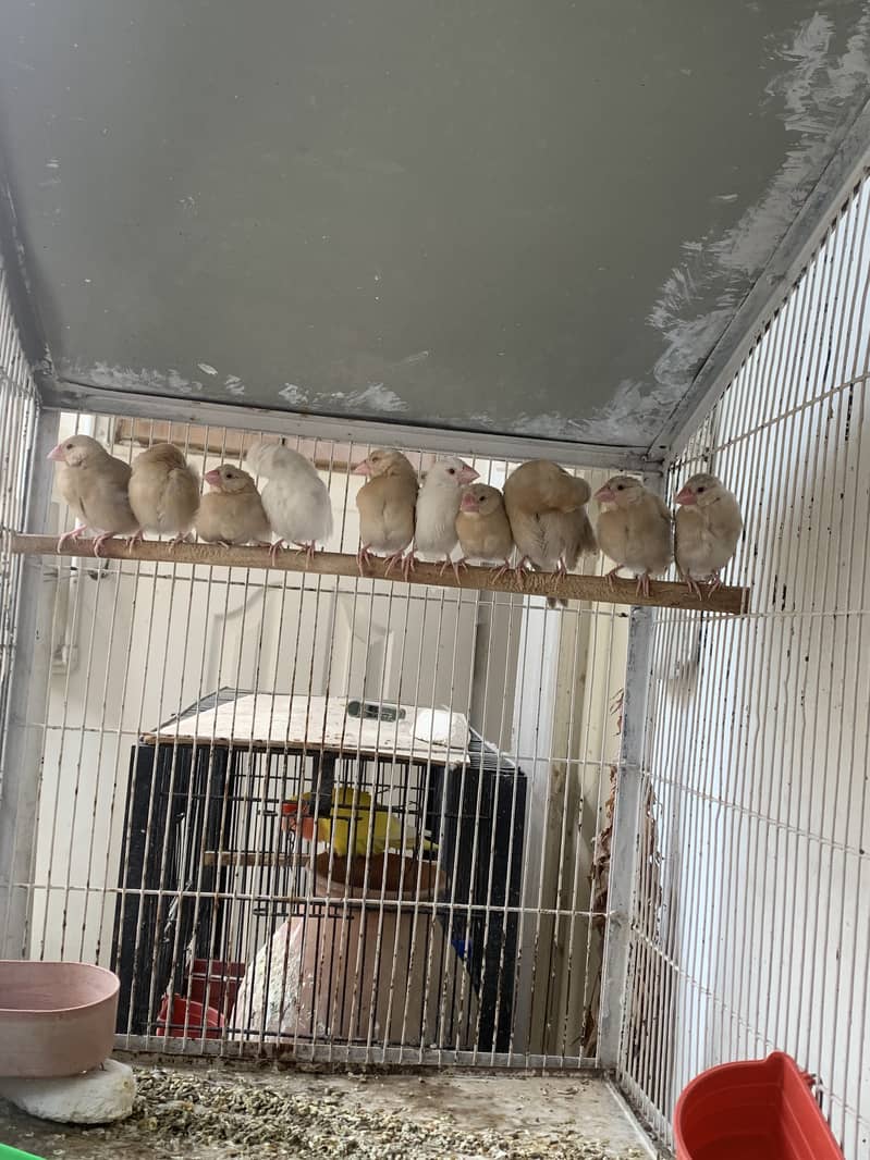 Fawn Java Chicks Available for sale 3