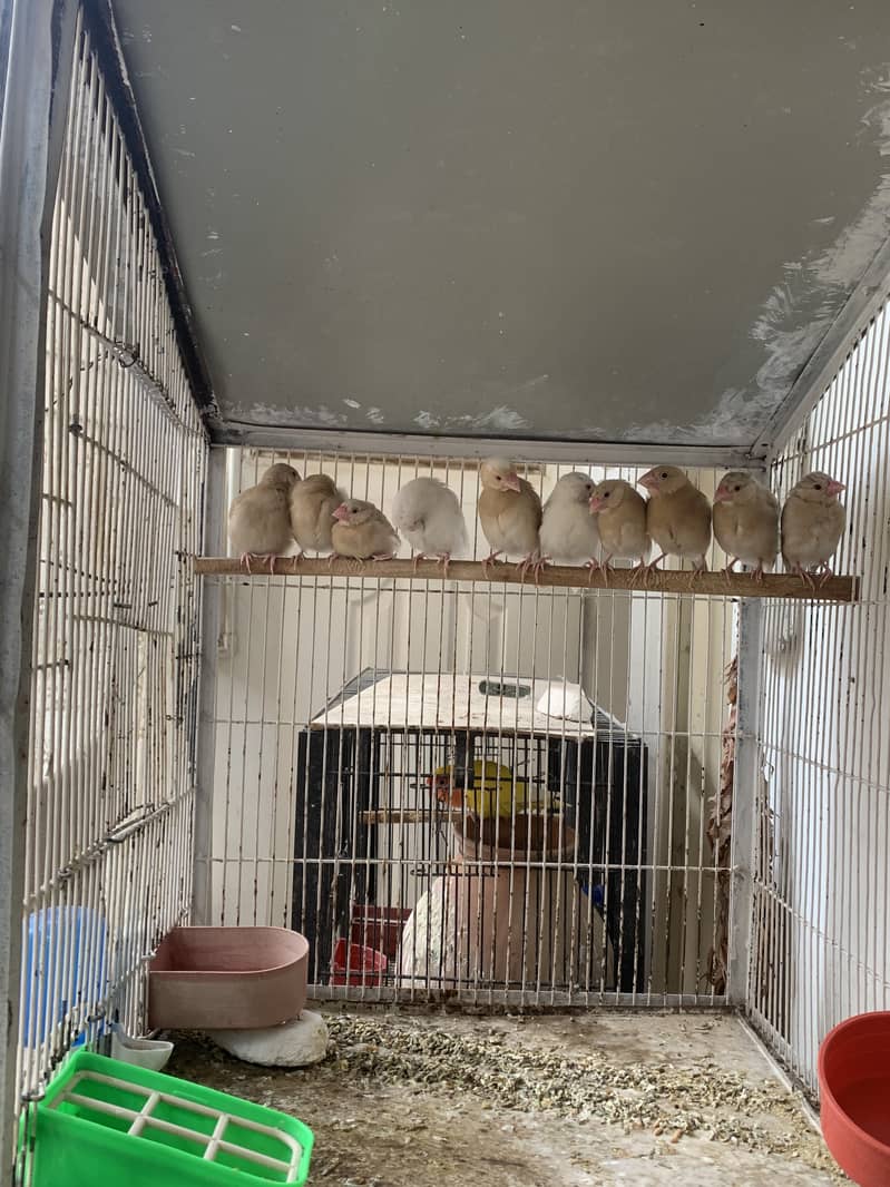 Fawn Java Chicks Available for sale 4