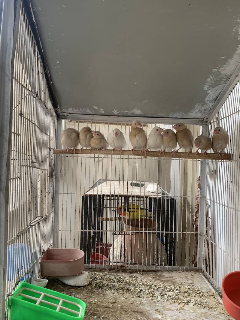 Fawn Java Chicks Available for sale 5