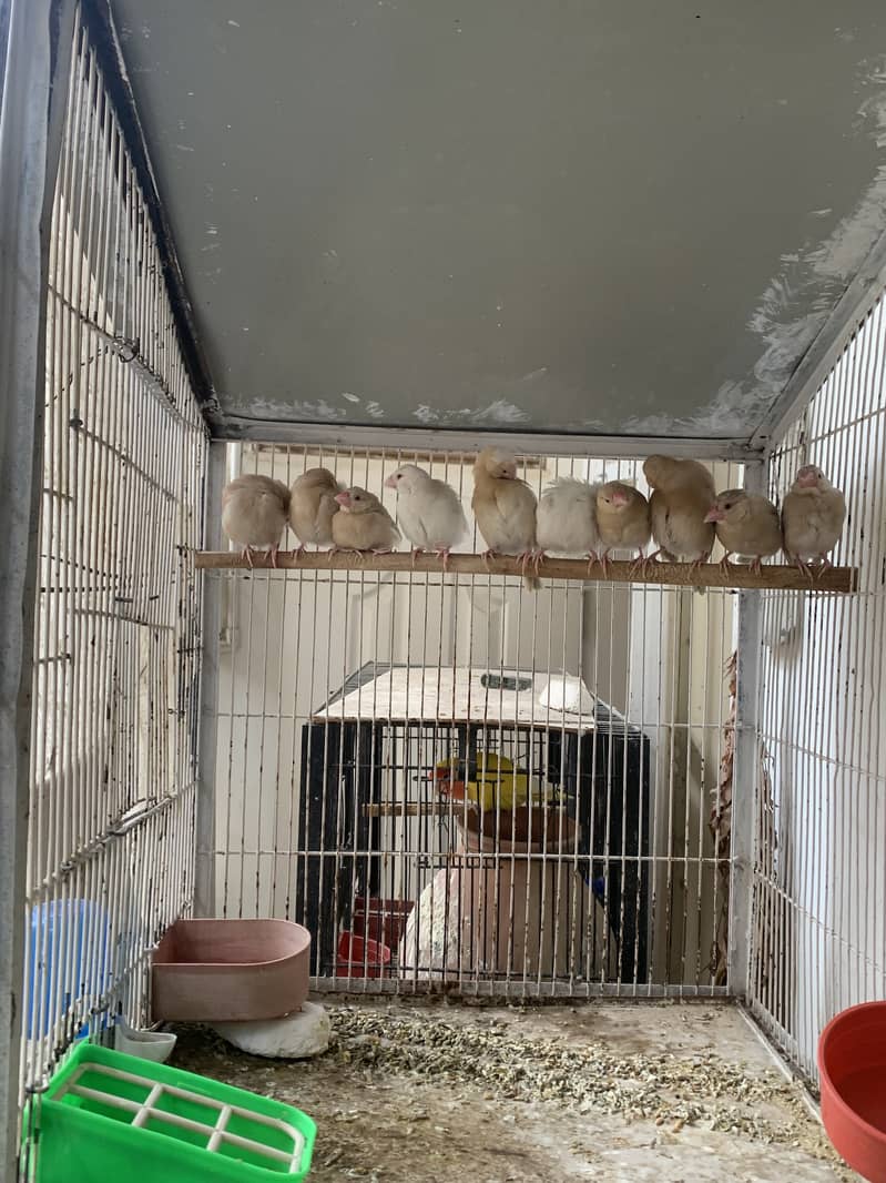 Fawn Java Chicks Available for sale 9