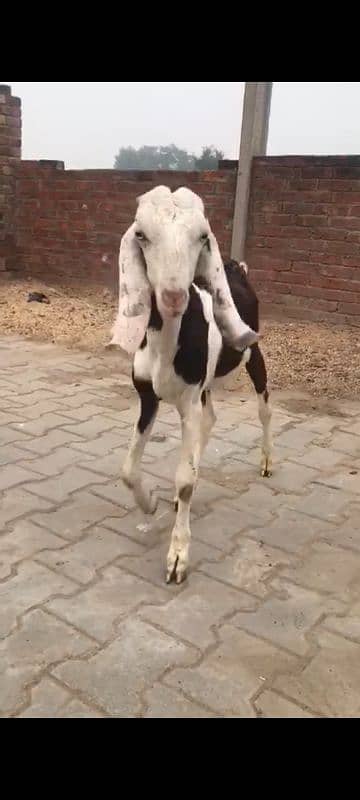 Male goats breader quality 1