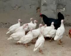 White chakor chicks / gunia fowl age 4.5 months.