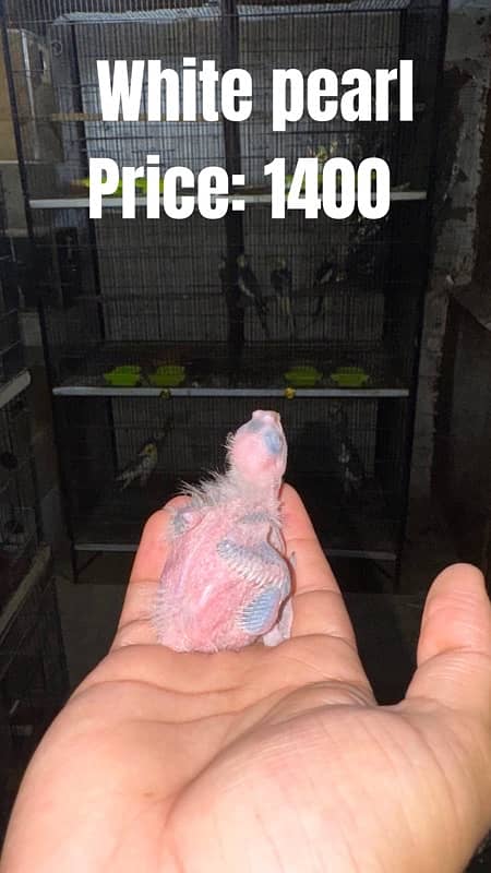 Cockatiel Chicks For Sale 0