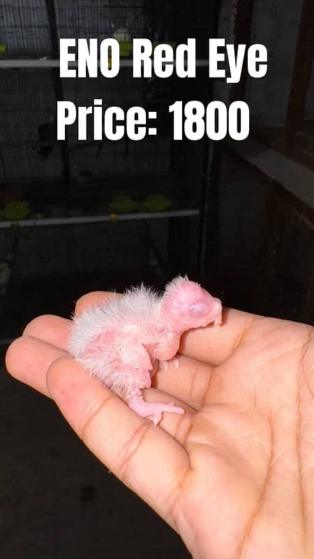 Cockatiel Chicks For Sale 1