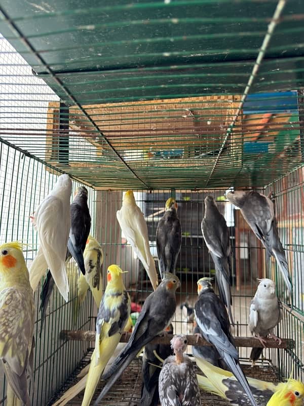 Cockatiel Chicks For Sale 2