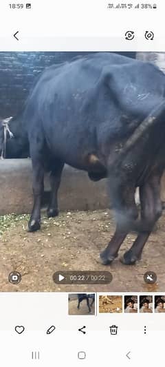 cross cow h dodh 10kg