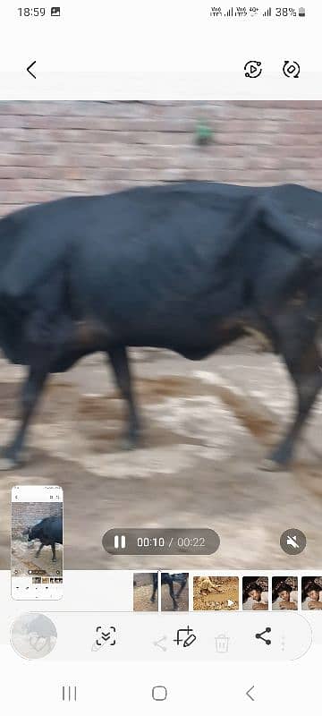 cross cow h dodh 10kg 1