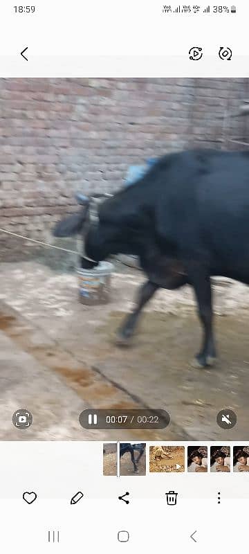 cross cow h dodh 10kg 2