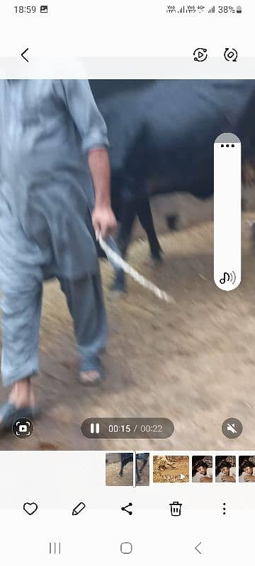 cross cow h dodh 10kg 3