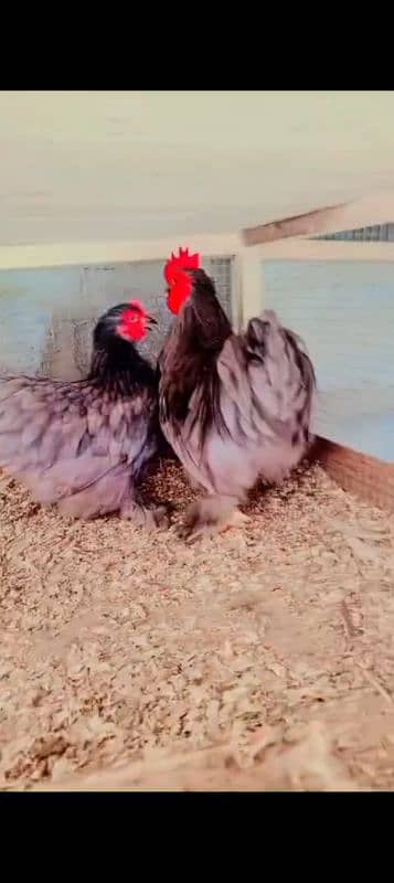 03120822958 blue bantam japnis white black  frizzal bentom eggs availe 0