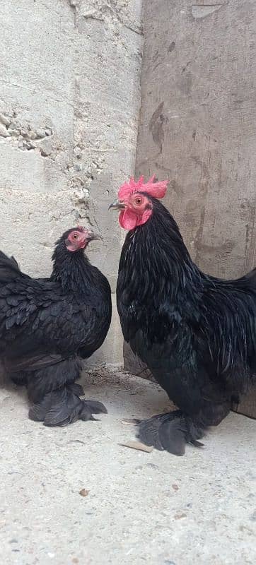 03120822958 blue bantam japnis white black  frizzal bentom eggs availe 1