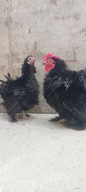 03120822958 blue bantam japnis white black  frizzal bentom eggs availe 3