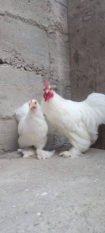 03120822958 blue bantam japnis white black  frizzal bentom eggs availe 6