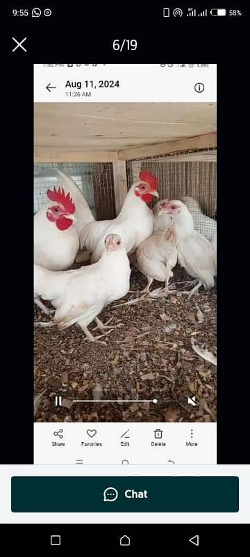 03120822958 blue bantam japnis white black  frizzal bentom eggs availe 7