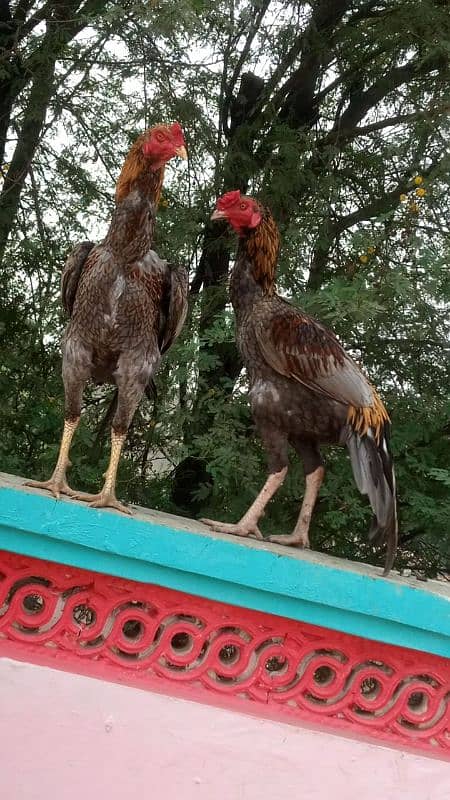 03120822958 blue bantam japnis white black  frizzal bentom eggs availe 8