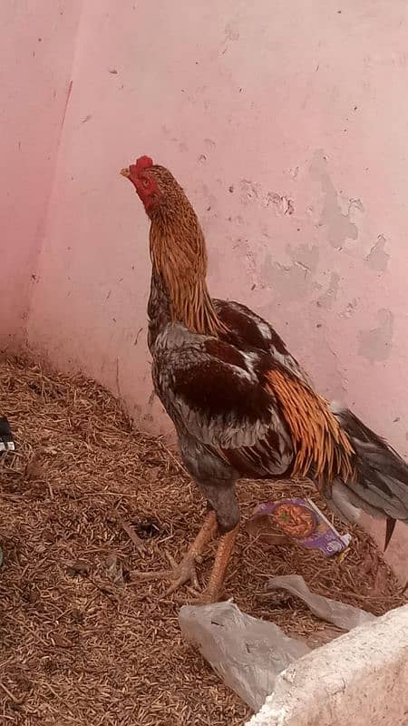 03120822958 blue bantam japnis white black  frizzal bentom eggs availe 10