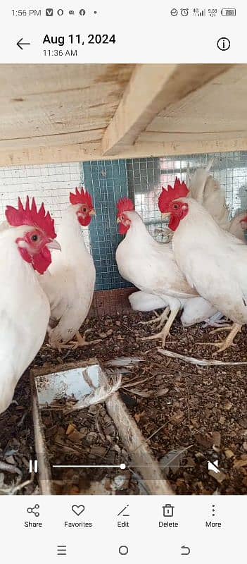 03120822958 blue bantam japnis white black  frizzal bentom eggs availe 11