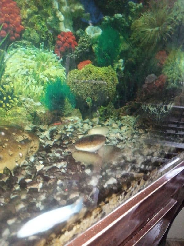 fish aquarium,2 fishes and stones and read description 1