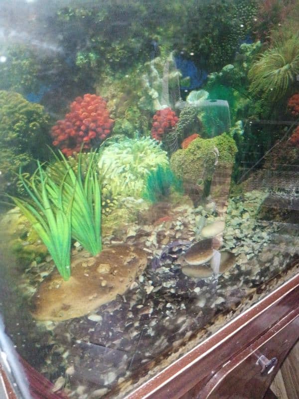 fish aquarium,2 fishes and stones and read description 2