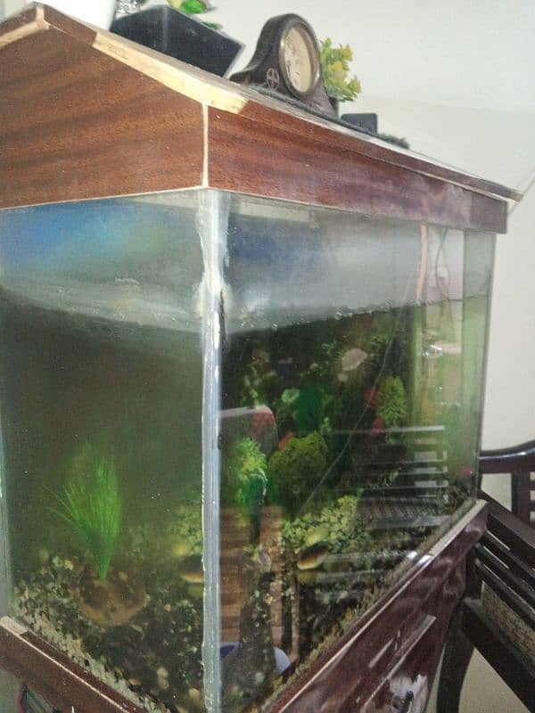 fish aquarium,2 fishes and stones and read description 6