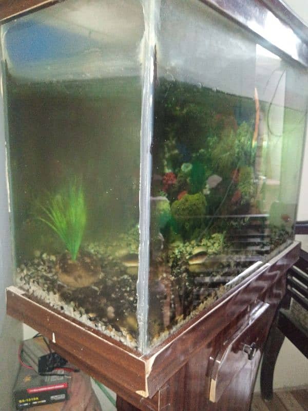 fish aquarium,2 fishes and stones and read description 7