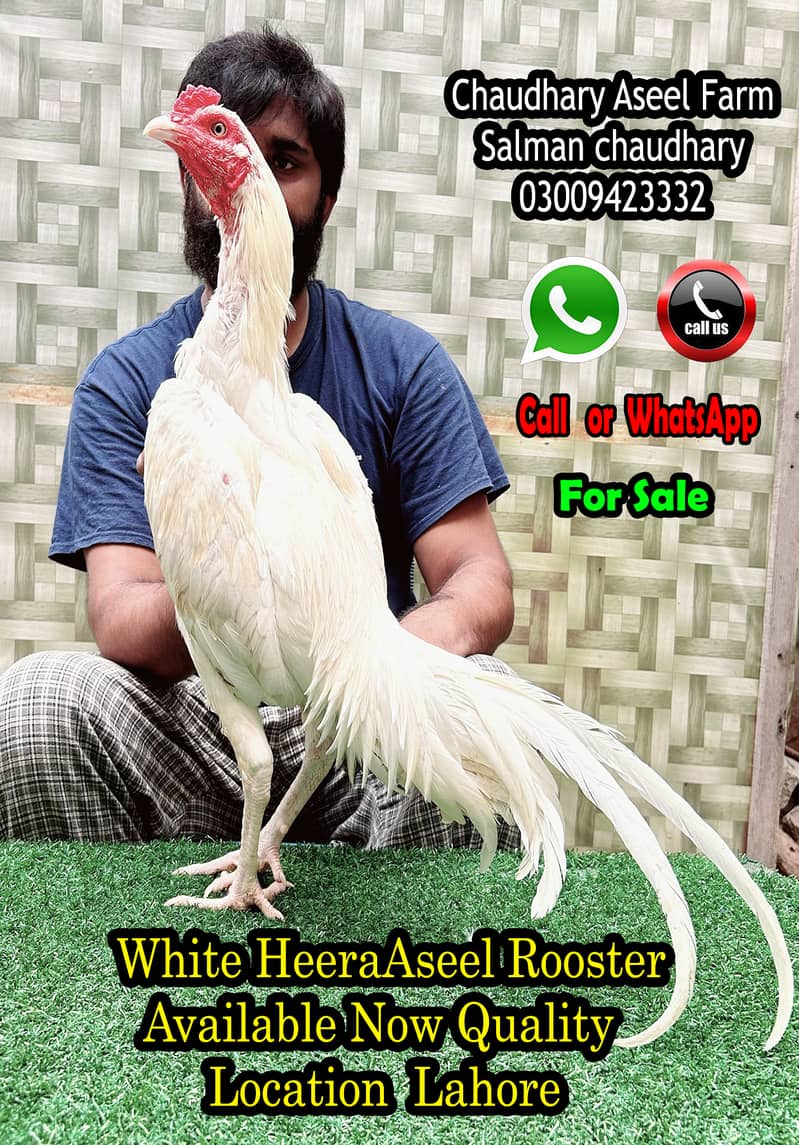 Highest Class Heera Aseel Rooster Quality 0