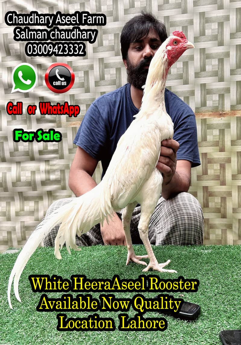 Highest Class Heera Aseel Rooster Quality 1