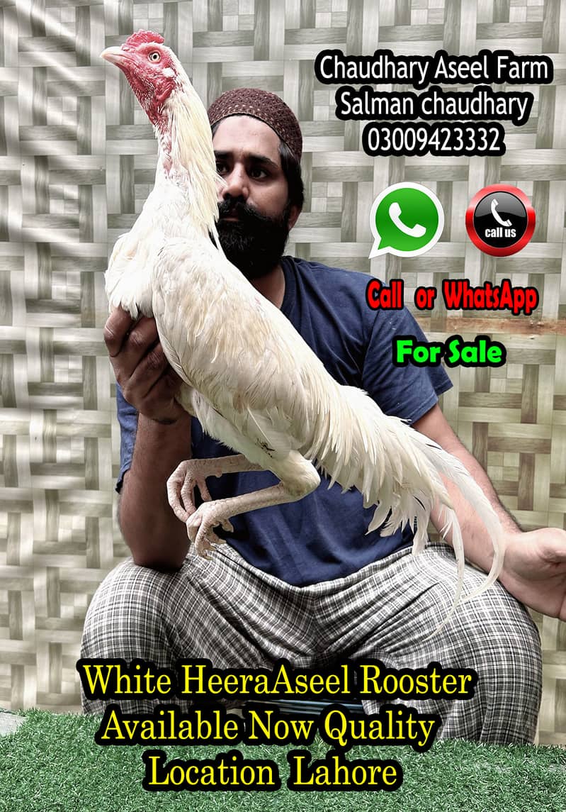 Highest Class Heera Aseel Rooster Quality 2