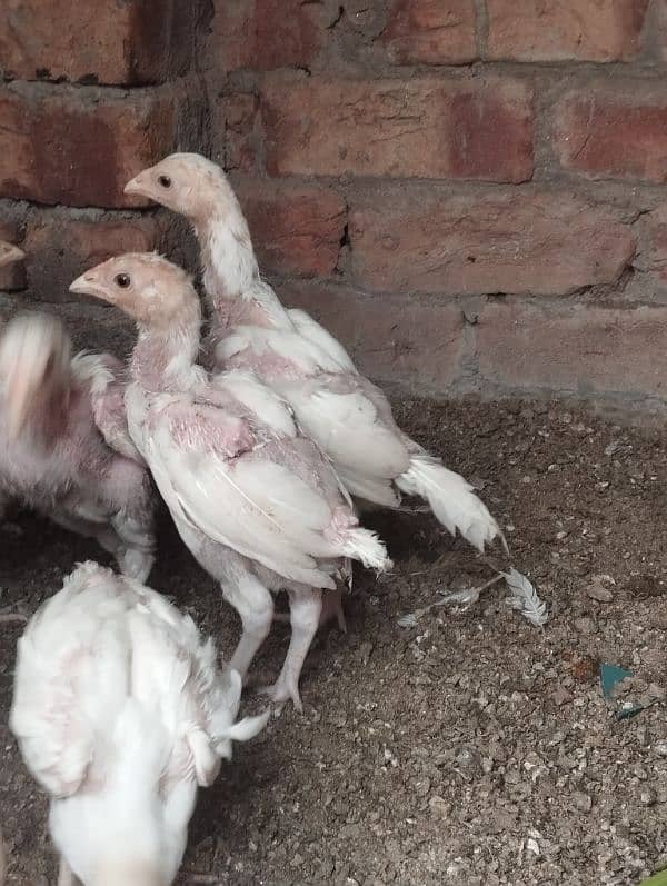 paper white Heera chicks 0