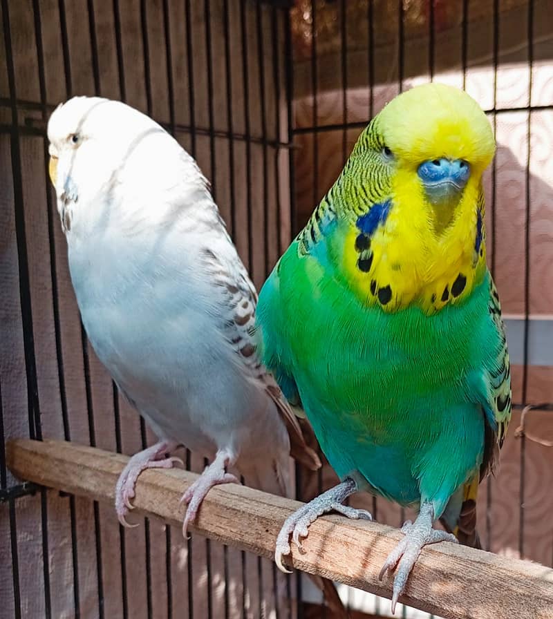 Exhibition budgie pair 0