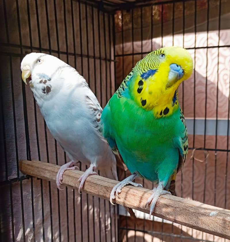 Exhibition budgie pair 1