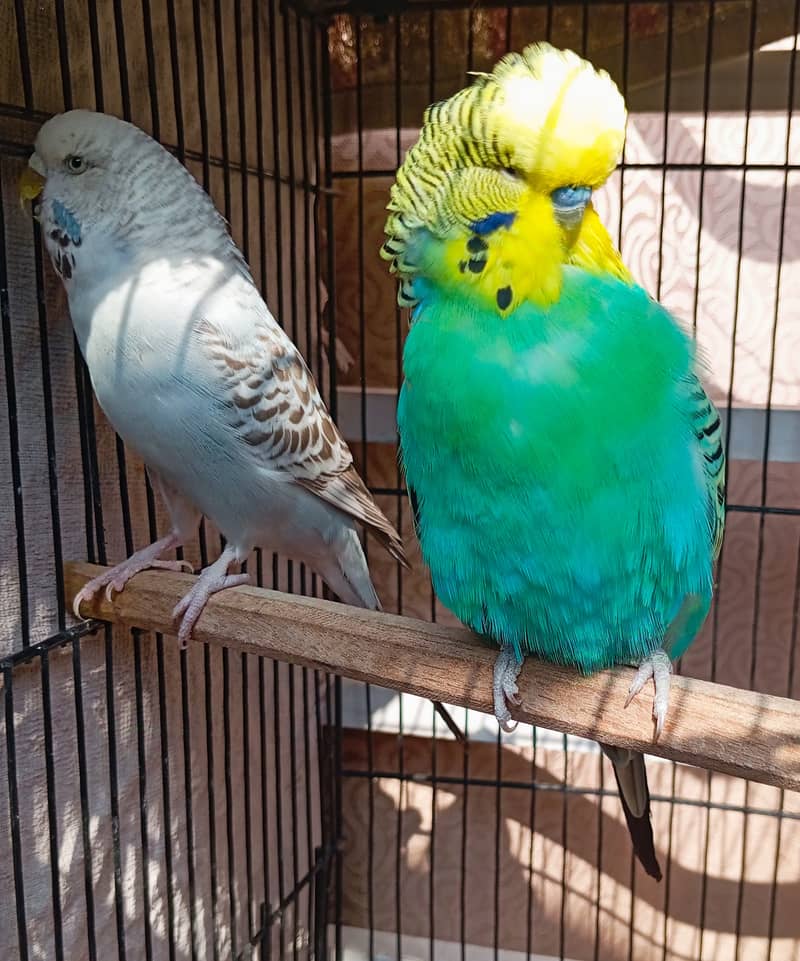 Exhibition budgie pair 2