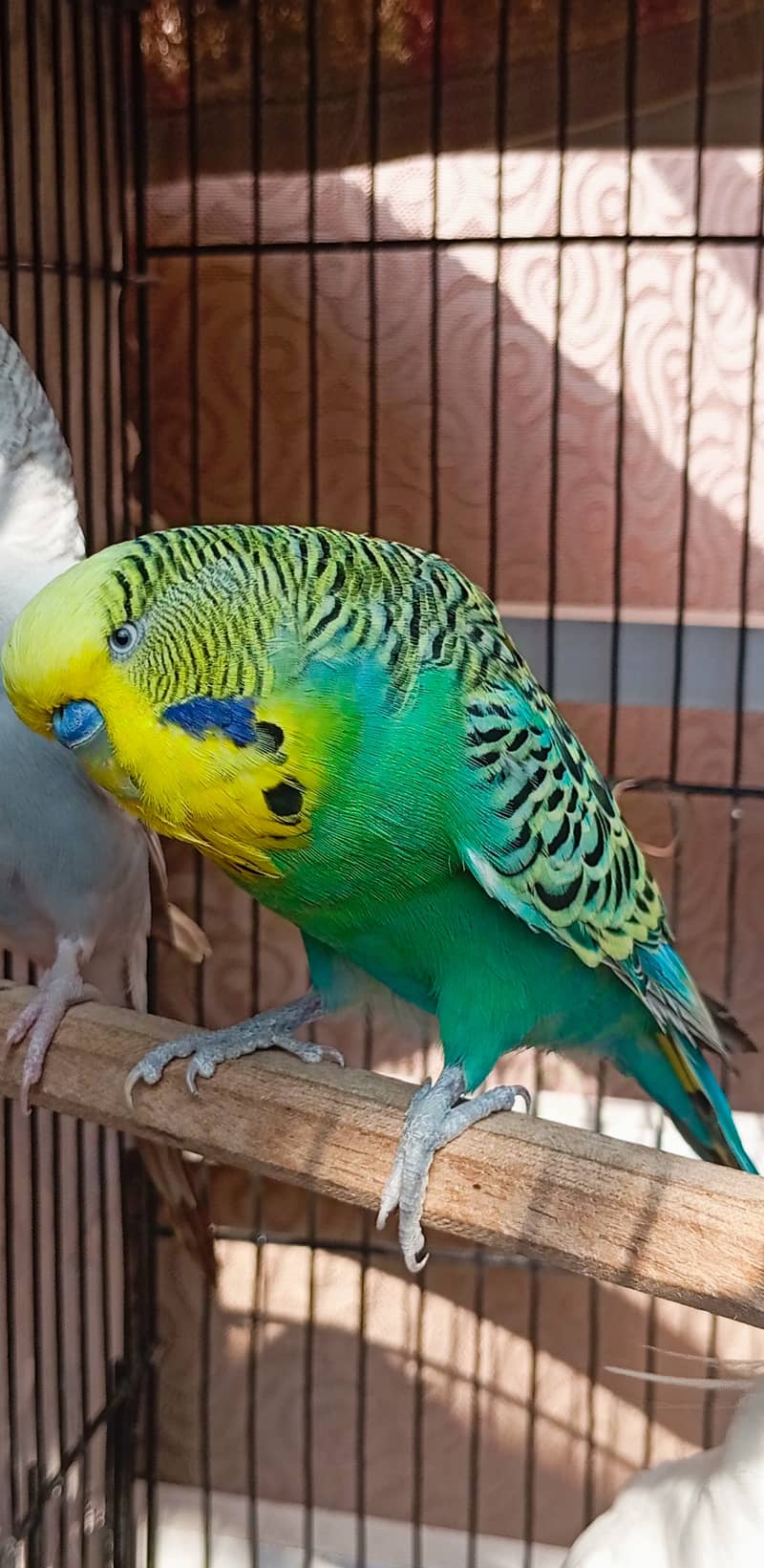 Exhibition budgie pair 3