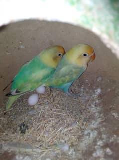 pastel ino pair with chicks